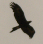 eagle