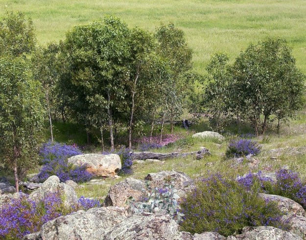 Wild flowers and rocks